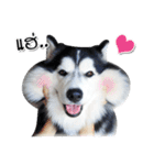 Husky Coffee Dog 3（個別スタンプ：1）