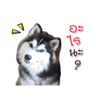 Husky Coffee Dog 3（個別スタンプ：3）