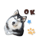 Husky Coffee Dog 3（個別スタンプ：7）