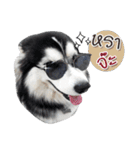 Husky Coffee Dog 3（個別スタンプ：9）