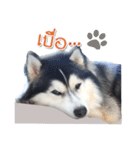 Husky Coffee Dog 3（個別スタンプ：13）