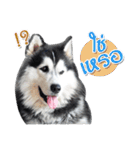 Husky Coffee Dog 3（個別スタンプ：14）