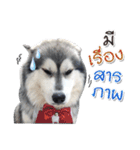 Husky Coffee Dog 3（個別スタンプ：17）