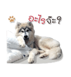 Husky Coffee Dog 3（個別スタンプ：18）