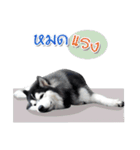 Husky Coffee Dog 3（個別スタンプ：22）