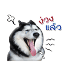 Husky Coffee Dog 3（個別スタンプ：31）