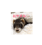 ♡イタチ♡（個別スタンプ：2）