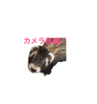 ♡イタチ♡（個別スタンプ：4）