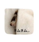 ♡イタチ♡（個別スタンプ：15）