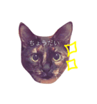 我が家の猫の思う事（個別スタンプ：2）