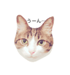 我が家の猫の思う事（個別スタンプ：3）