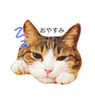 我が家の猫の思う事（個別スタンプ：4）