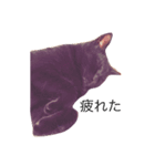 我が家の猫の思う事（個別スタンプ：5）