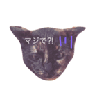 我が家の猫の思う事（個別スタンプ：6）