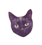 我が家の猫の思う事（個別スタンプ：7）