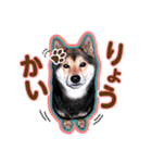 デカ文字 柴犬慎ちゃん いつも一緒♪家族編（個別スタンプ：6）