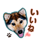 デカ文字 柴犬慎ちゃん いつも一緒♪家族編（個別スタンプ：8）