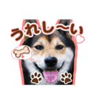 デカ文字 柴犬慎ちゃん いつも一緒♪家族編（個別スタンプ：13）