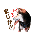 デカ文字 柴犬慎ちゃん いつも一緒♪家族編（個別スタンプ：21）