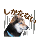 デカ文字 柴犬慎ちゃん いつも一緒♪家族編（個別スタンプ：24）