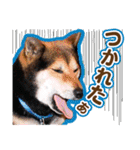 デカ文字 柴犬慎ちゃん いつも一緒♪家族編（個別スタンプ：26）