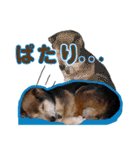 デカ文字 柴犬慎ちゃん いつも一緒♪家族編（個別スタンプ：27）