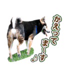 デカ文字 柴犬慎ちゃん いつも一緒♪家族編（個別スタンプ：30）