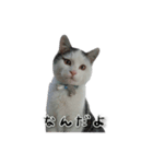 うちの猫達（個別スタンプ：1）