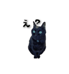 うちの猫達（個別スタンプ：2）
