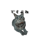 うちの猫達（個別スタンプ：3）