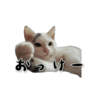 うちの猫達（個別スタンプ：4）