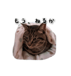 うちの猫達（個別スタンプ：5）