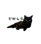 うちの猫達（個別スタンプ：8）