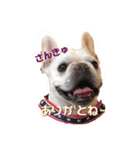 フレブル☆福たんですけど？ver2（個別スタンプ：6）