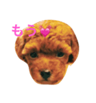 The original dog（個別スタンプ：3）