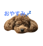 The original dog（個別スタンプ：4）