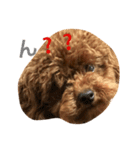 The original dog（個別スタンプ：6）