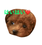 The original dog（個別スタンプ：8）