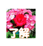薔薇の花♡Angela_挨拶メッセージ（個別スタンプ：1）