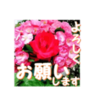 薔薇の花♡Angela_挨拶メッセージ（個別スタンプ：2）