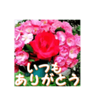 薔薇の花♡Angela_挨拶メッセージ（個別スタンプ：3）