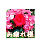 薔薇の花♡Angela_挨拶メッセージ（個別スタンプ：4）