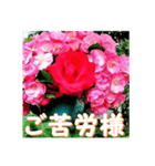 薔薇の花♡Angela_挨拶メッセージ（個別スタンプ：5）