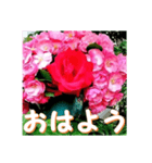 薔薇の花♡Angela_挨拶メッセージ（個別スタンプ：6）
