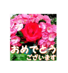 薔薇の花♡Angela_挨拶メッセージ（個別スタンプ：8）