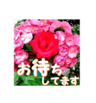 薔薇の花♡Angela_挨拶メッセージ（個別スタンプ：10）