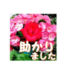 薔薇の花♡Angela_挨拶メッセージ（個別スタンプ：11）