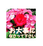 薔薇の花♡Angela_挨拶メッセージ（個別スタンプ：12）