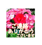 薔薇の花♡Angela_挨拶メッセージ（個別スタンプ：13）