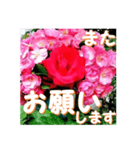 薔薇の花♡Angela_挨拶メッセージ（個別スタンプ：14）